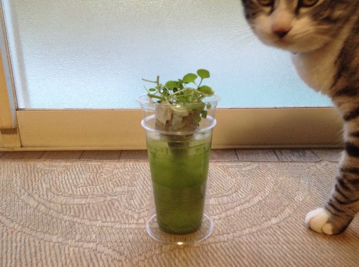 tumblr_o2hf1mXuub1ugqv5vo2_1280